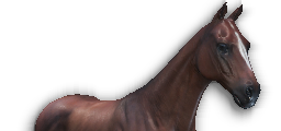 Saddle Horse